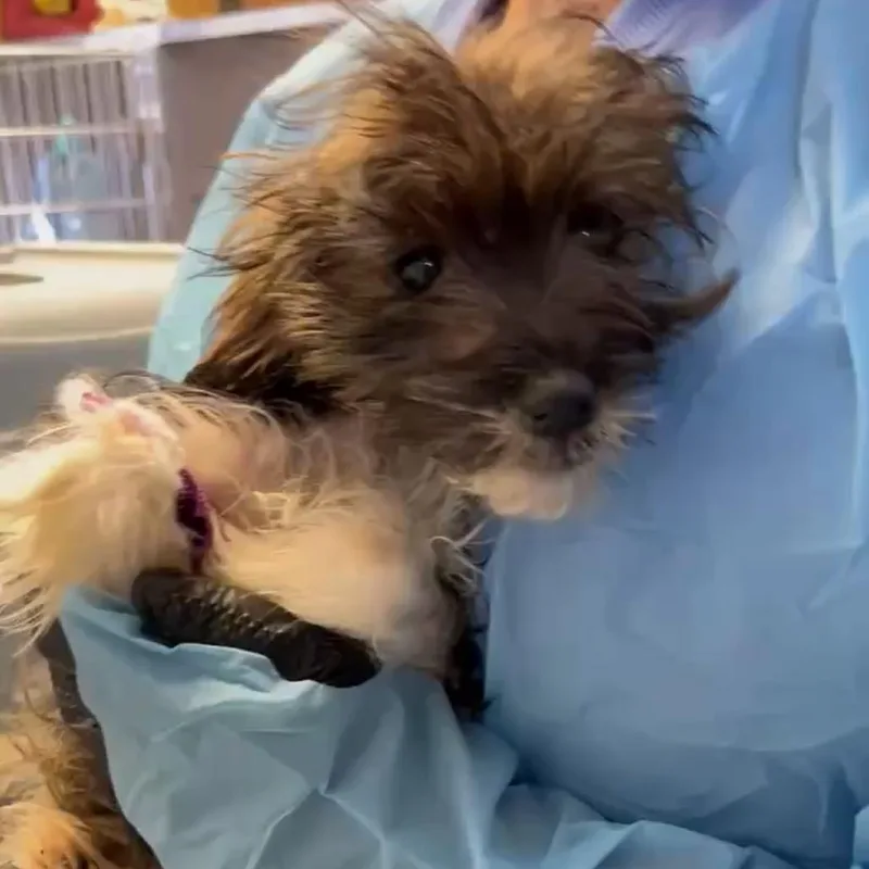 A young small-sized female Brown / Chocolate Miniature Poodle dog named Kiwi for adoption in Bellingham, WA
