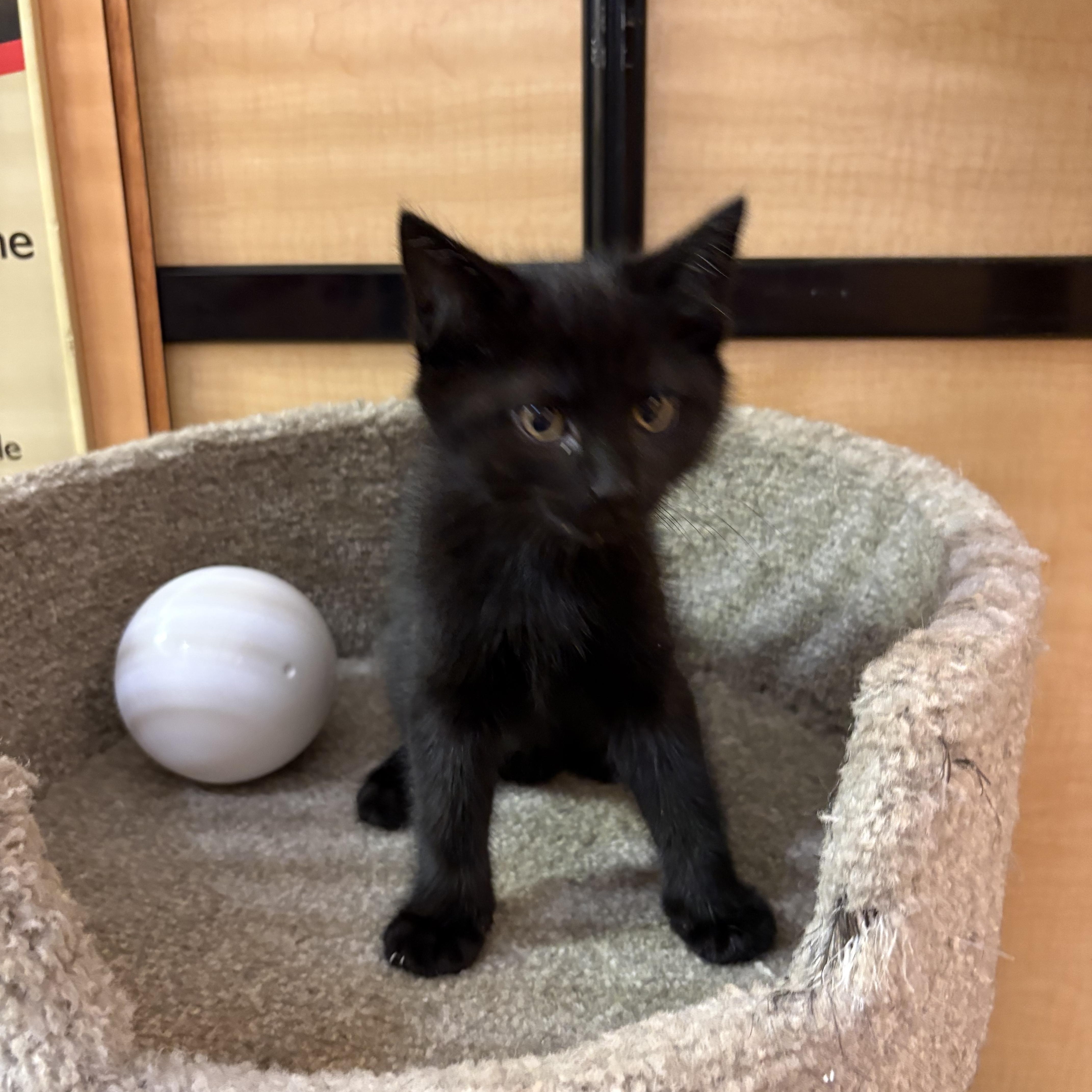 A baby small-sized male Black Domestic Medium Hair cat named Freddie Mercury for adoption in Turnersville, NJ