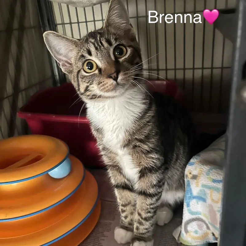A baby small-sized female Brown / Chocolate Domestic Short Hair cat named Breena for adoption in Peachtree City, GA