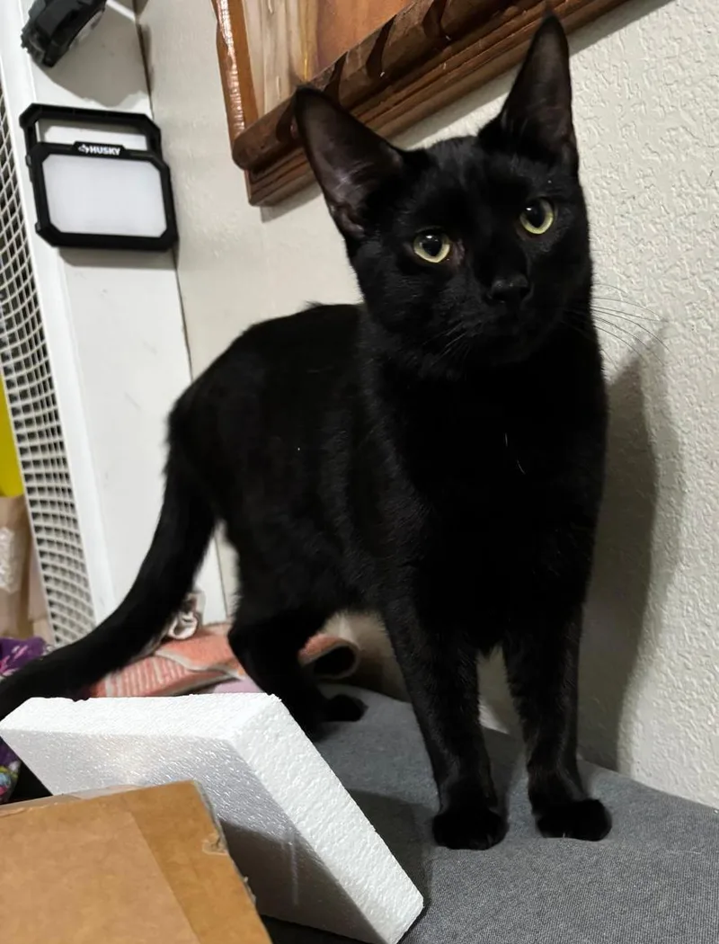 A young small-sized male Black & White / Tuxedo Domestic Short Hair cat named Alphonse for adoption in Mission Viejo, CA