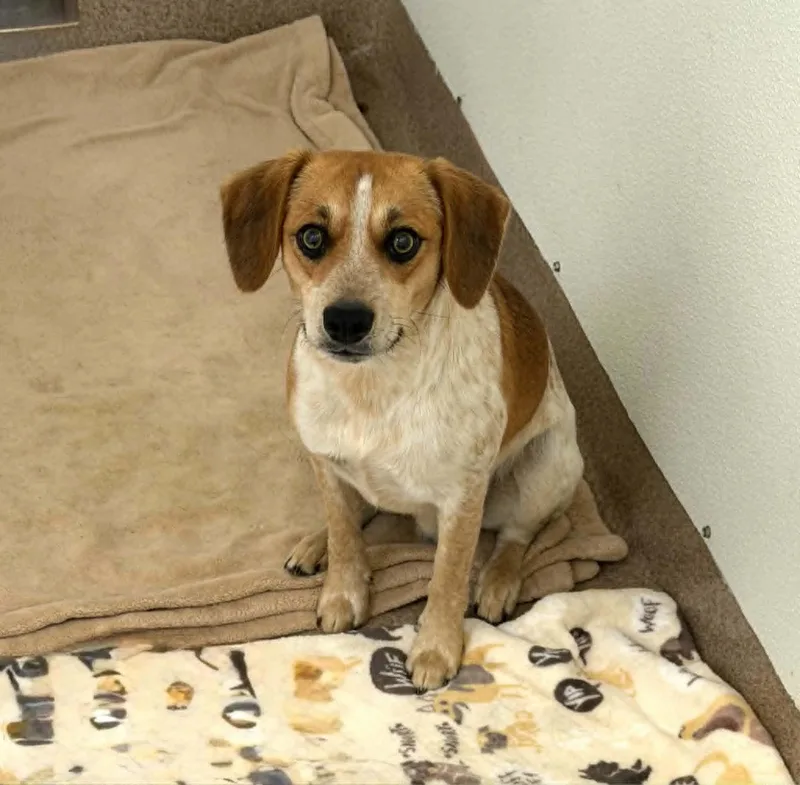 An adult small-sized male White / Cream Beagle dog named Bullseye for adoption in Chambersburg, PA