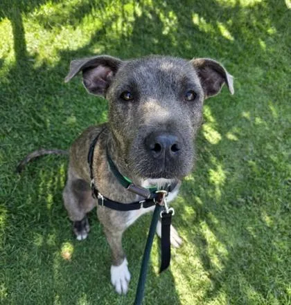 An adult large-sized male Terrier dog named Steelix for adoption in Honolulu, HI