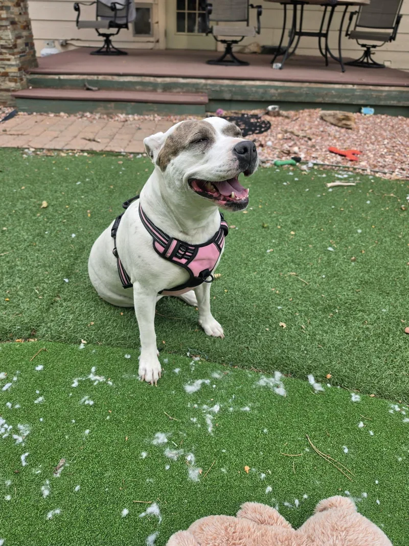 An adult medium-sized female Gray / Blue / Silver Pit Bull Terrier dog named Daisy for adoption in Colorado Springs, CO