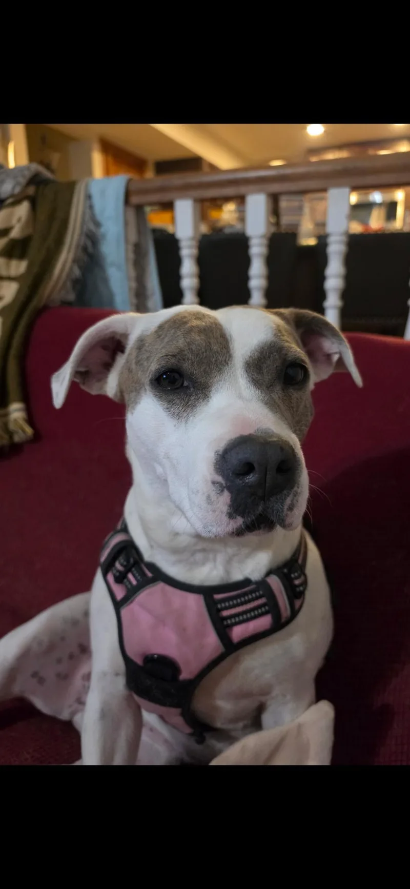 Daisy thumbnail 2