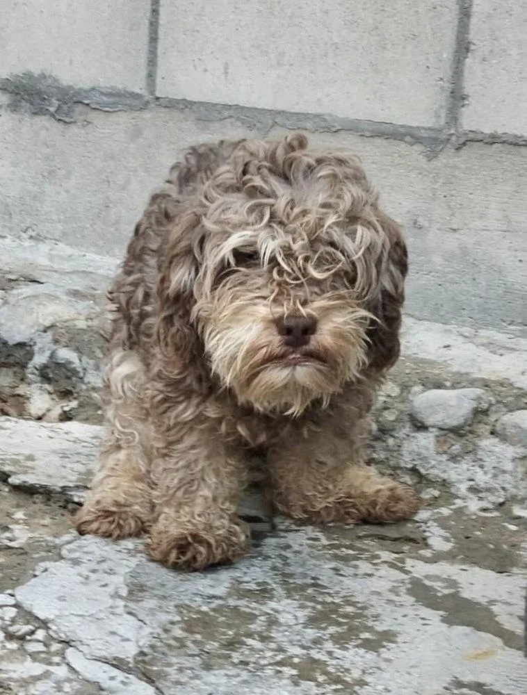 A young small-sized male Brown / Chocolate Poodle dog named Choco for adoption in Escondido, CA