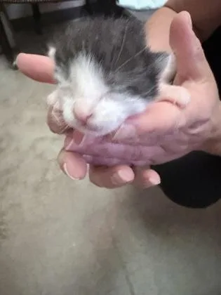 A baby small-sized male Domestic Short Hair cat named Kon Knueppel for adoption in Gastonia, NC