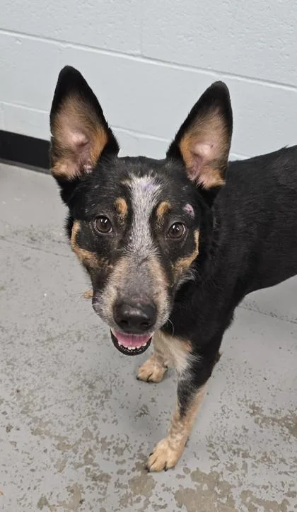 A young medium-sized female Australian Cattle Dog / Blue Heeler dog named Miss Eloise for adoption in Sacramento, CA