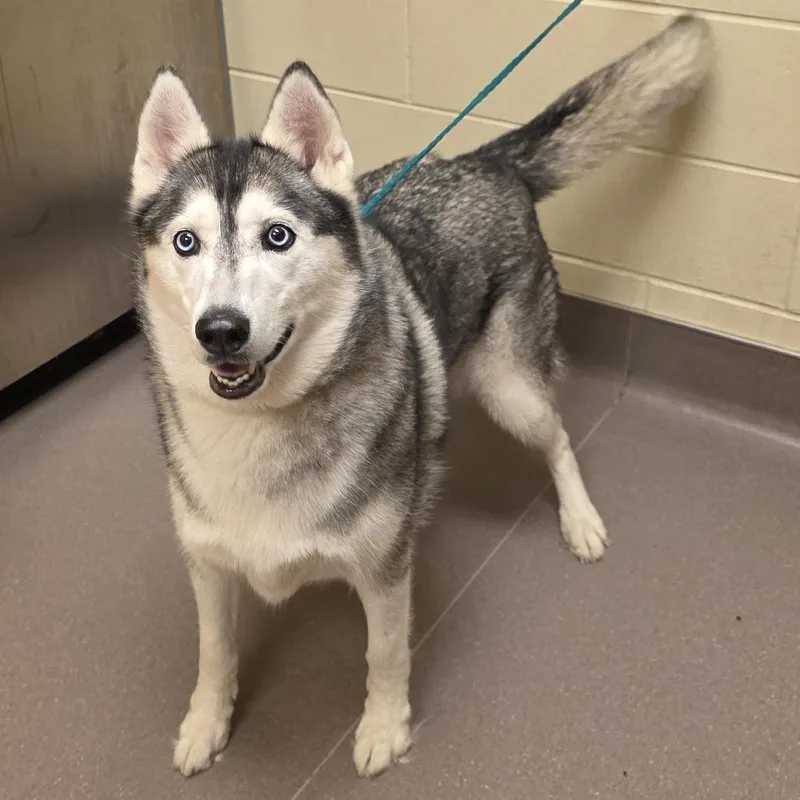 An adult medium-sized female Gray / Blue / Silver Husky dog named Maya for adoption in Norman, OK