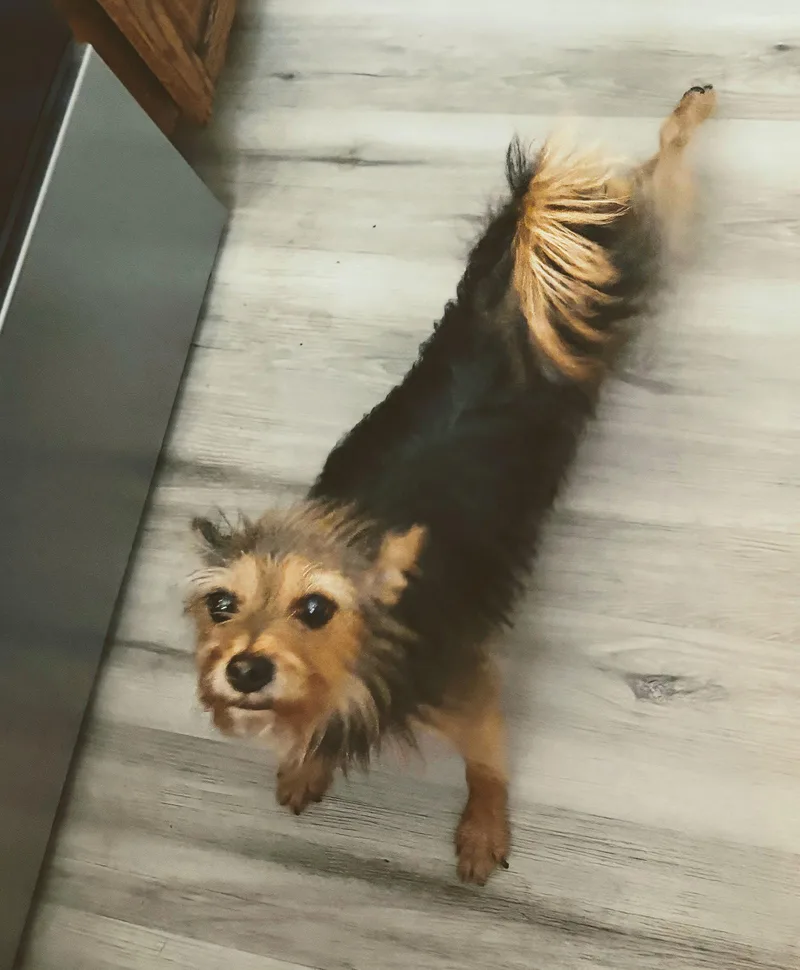 An adult small-sized female Yorkshire Terrier dog named Cookie Hadley for adoption in Saunderstown, RI