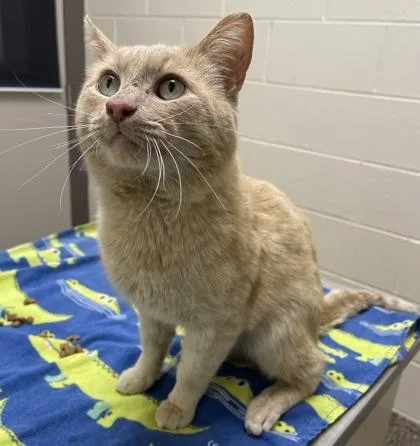 An adult medium-sized male Domestic Short Hair cat named Schmidt for adoption in Westland, MI