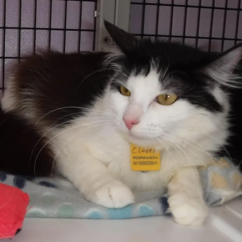An adult medium-sized female Black & White / Tuxedo Domestic Long Hair cat named Clover  Gorgeous Young for adoption in Hoquiam, WA