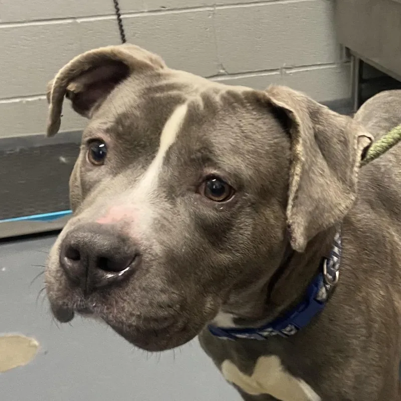 An adult medium-sized male Gray / Blue / Silver Mixed Breed dog named Bee Bop for adoption in Allentown, PA