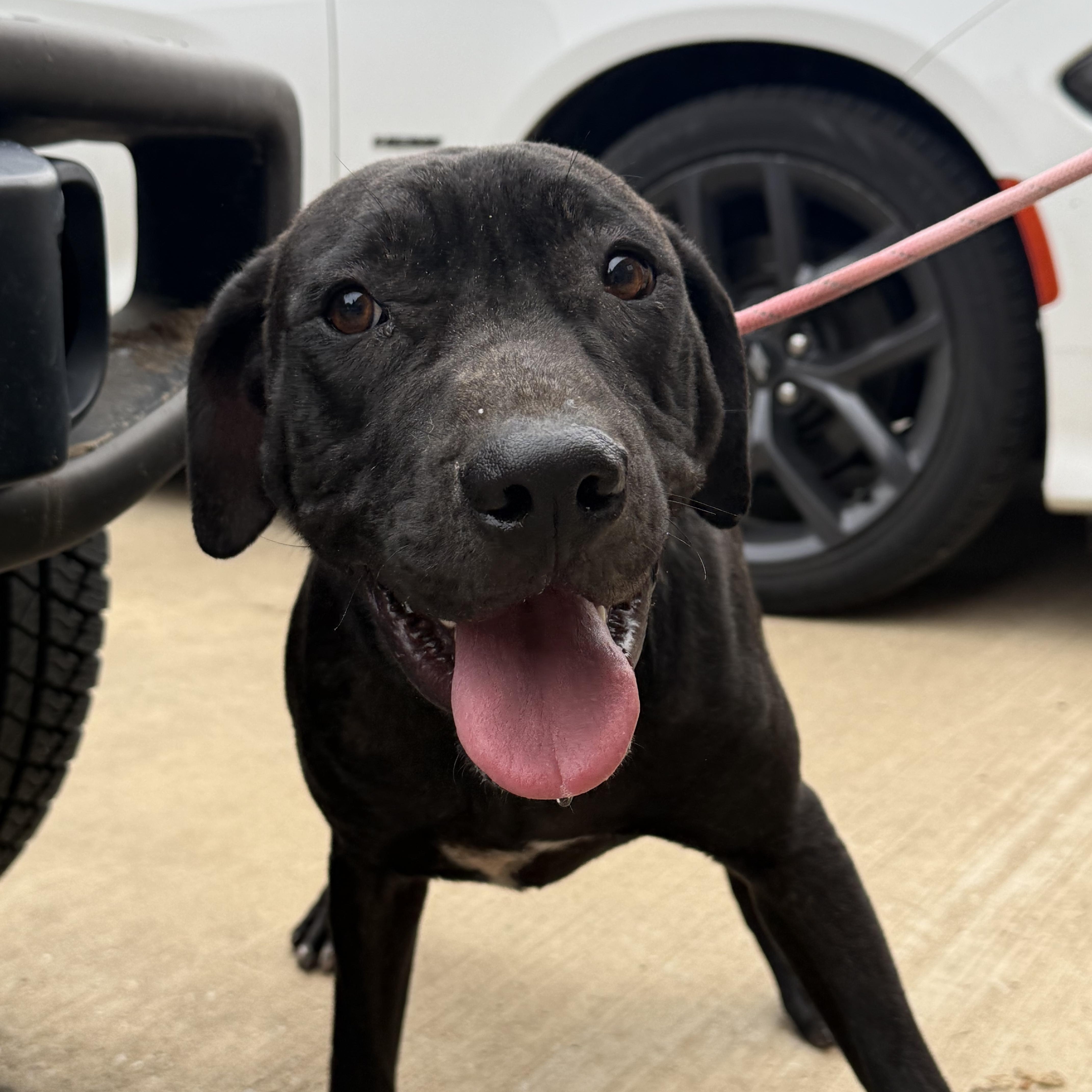 A young large-sized male Black Pit Bull Terrier dog named Bub for adoption in Blue Springs, MO