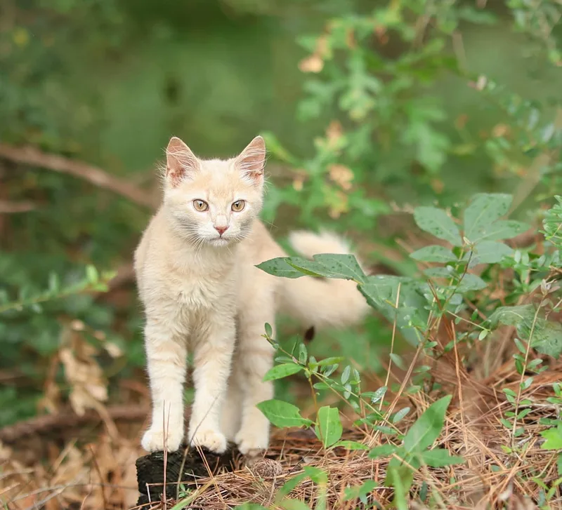 A baby medium-sized male Domestic Medium Hair cat named Simba for adoption in Lucedale, MS