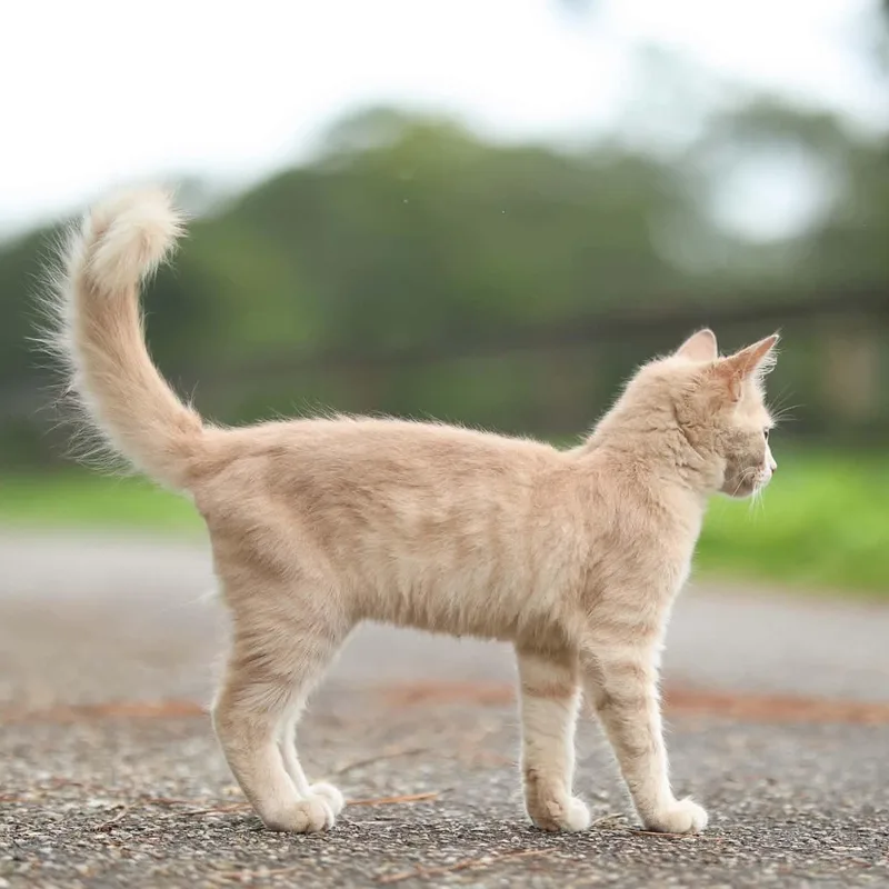 Simba thumbnail 2