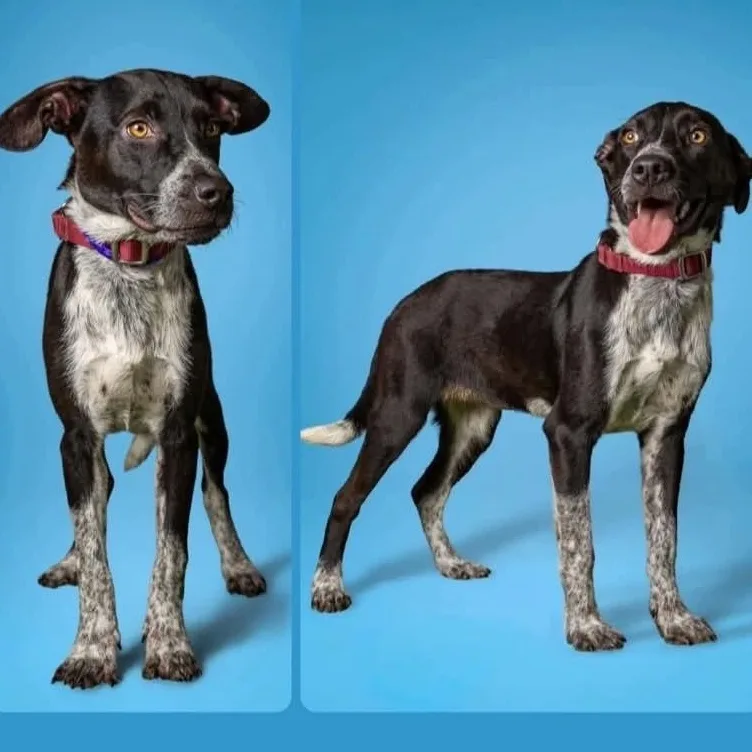 A young medium-sized female Black Pointer dog named Evie for adoption in Marseilles, IL