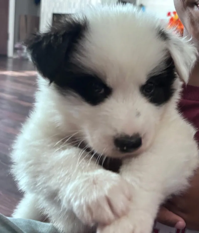 A baby medium-sized female Husky dog named Sheila for adoption in Dallas, TX