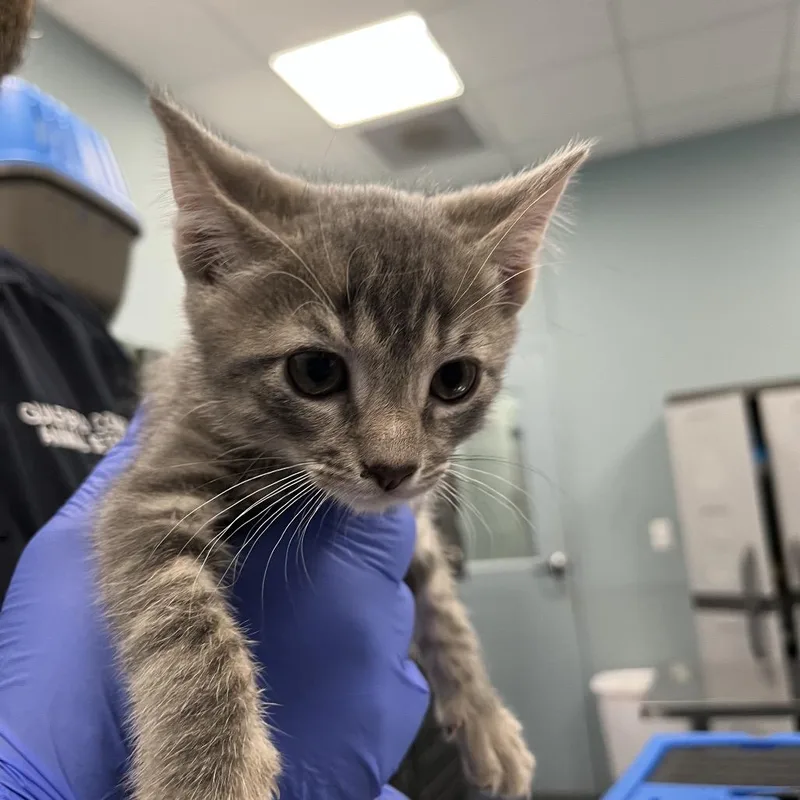 A baby small-sized female Gray / Blue / Silver Domestic Short Hair cat named Bun for adoption in Greensboro, NC