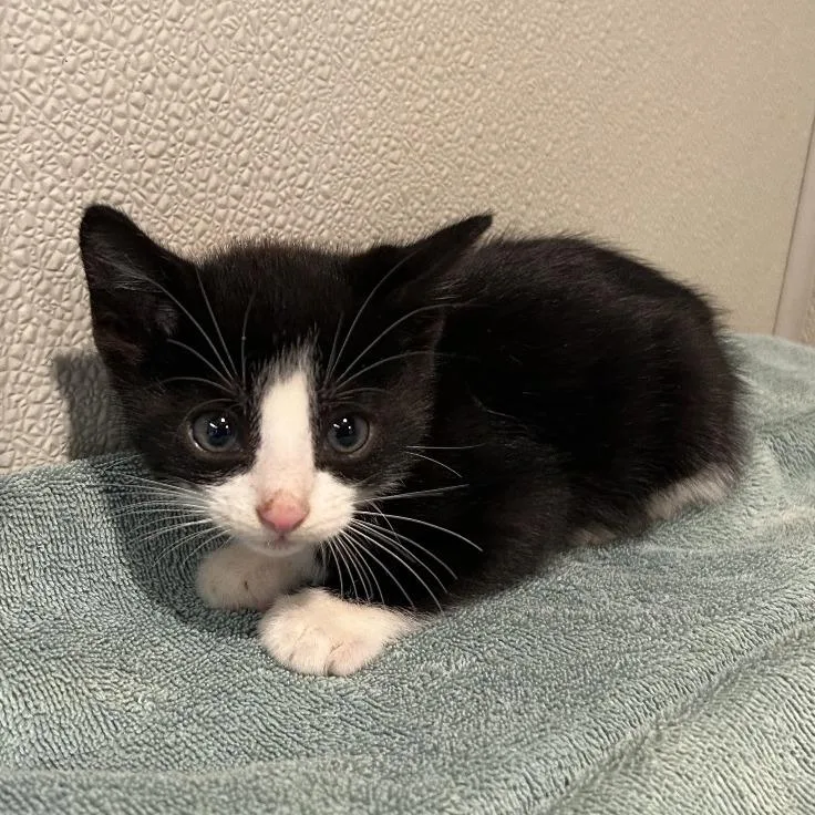 A baby small-sized male Black Domestic Short Hair cat named Chili for adoption in San Gabriel, CA