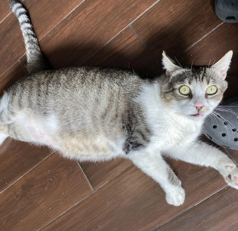 Jax Mousketeers thumbnail 2