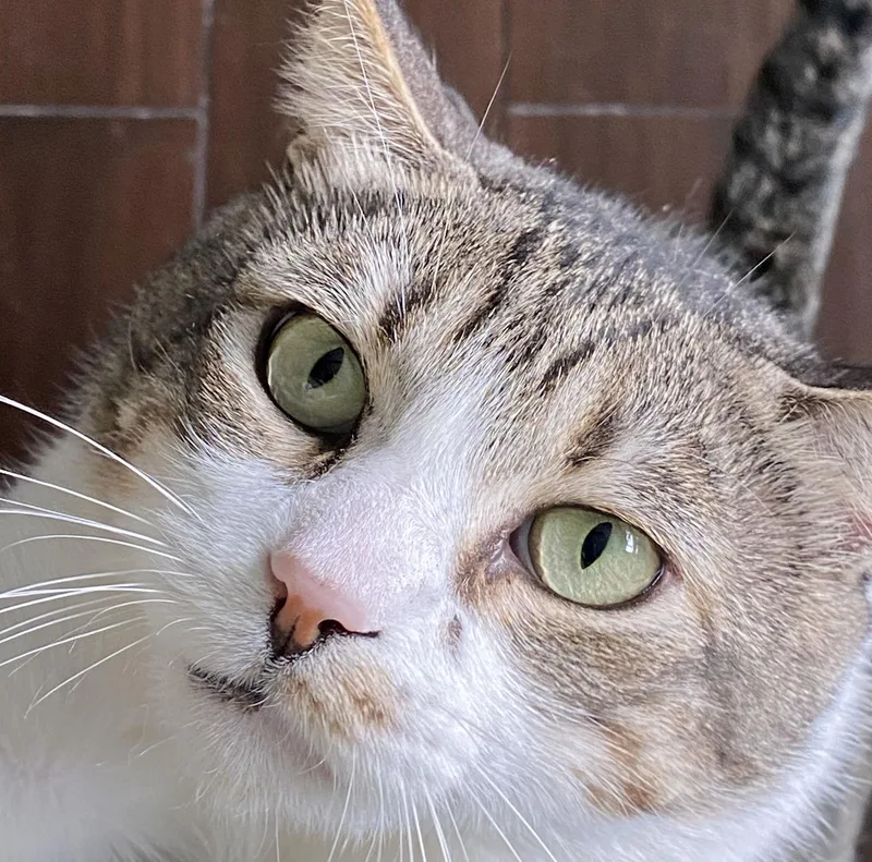 Jax Mousketeers thumbnail 3