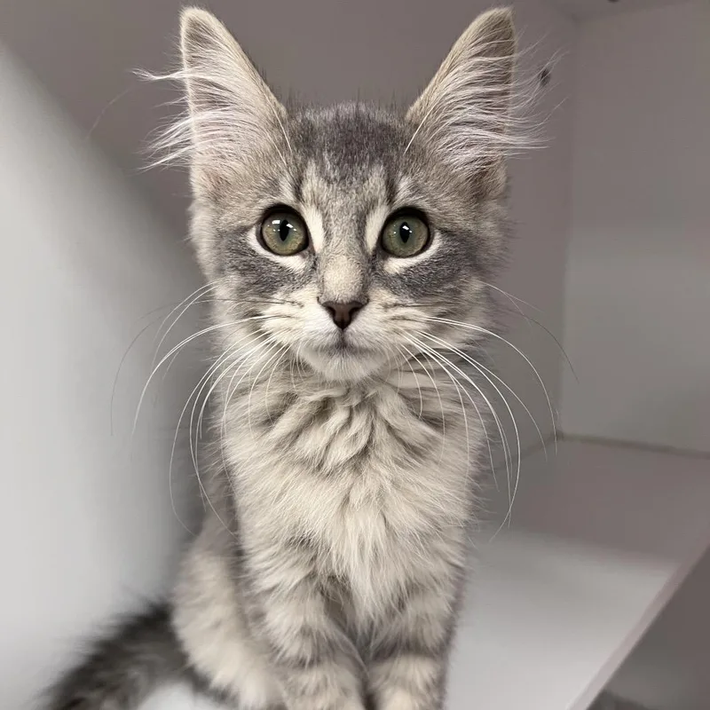 A baby small-sized female Gray / Blue / Silver Domestic Long Hair cat named Cookie for adoption in Arlington Heights, IL
