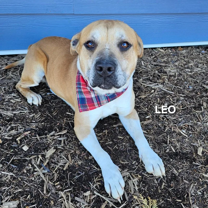 An adult medium-sized male Yellow / Tan / Blond / Fawn Mixed Breed dog named Leo for adoption in Madisonville, TN