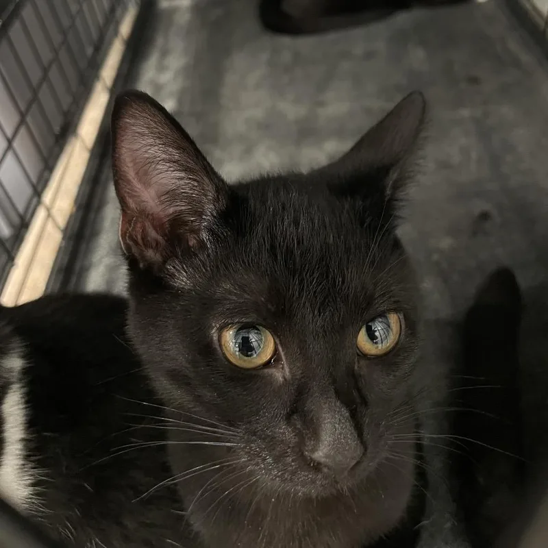 A baby small-sized female Black Domestic Short Hair cat named Little Foot for adoption in Fairmont, WV