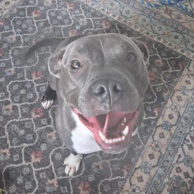 A young medium-sized male American Staffordshire Terrier dog named Archie for adoption in Danbury, CT