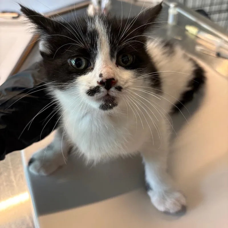 A baby small-sized female White Domestic Short Hair cat named Voltage for adoption in Huntington, WV
