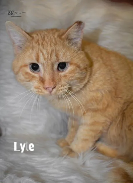 Lyle