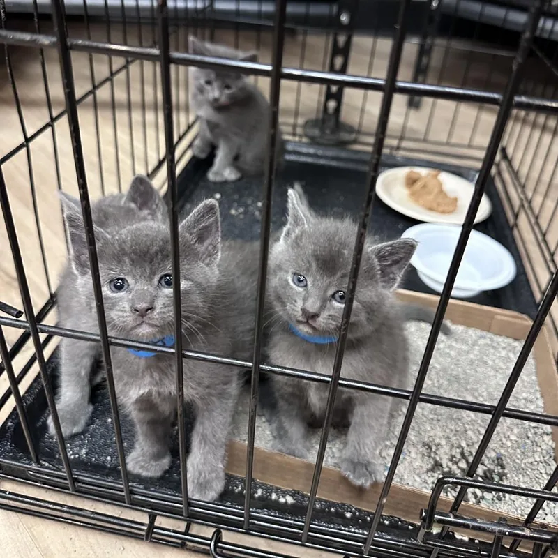 A baby small-sized male Gray / Blue / Silver Domestic Short Hair cat named Ant C for adoption in Princeton, MN