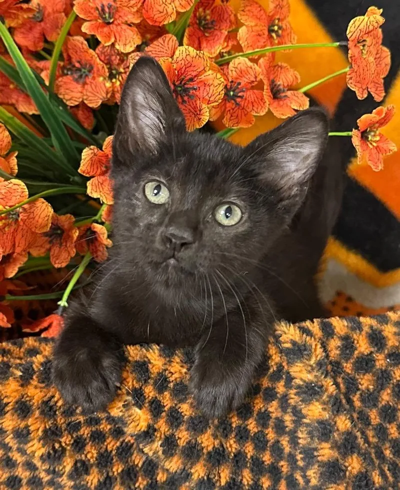 A baby small-sized male Domestic Short Hair cat named Sturgis for adoption in Stillwater, OK