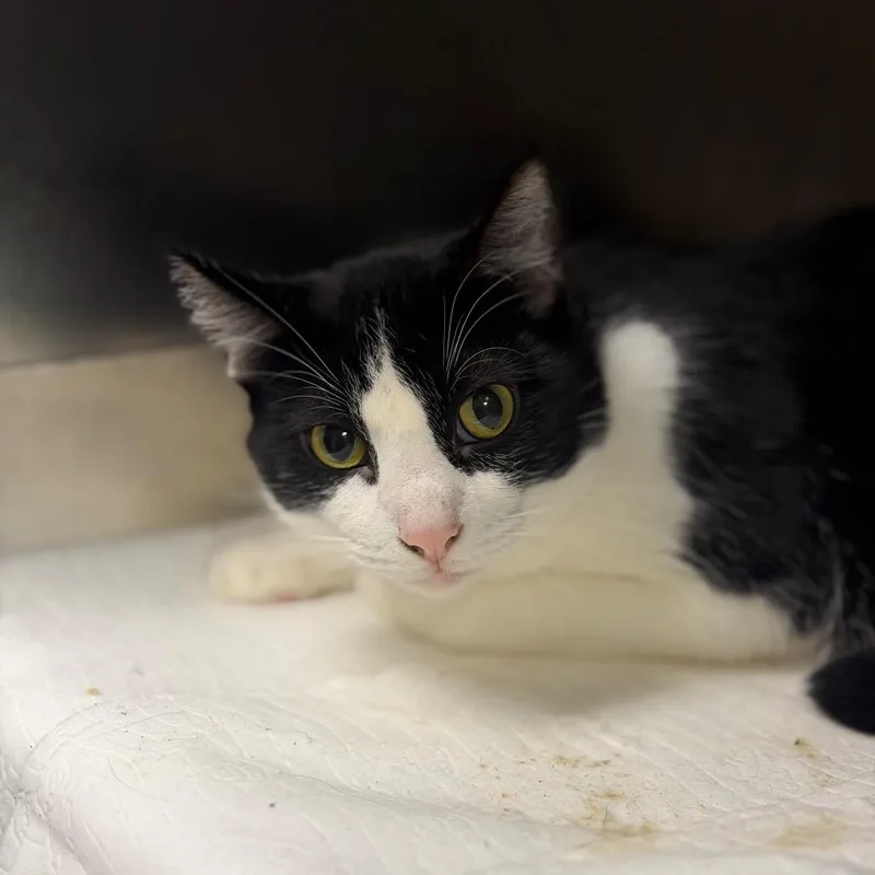 A senior large-sized male Black Domestic Short Hair cat named Pawfficer Bubbles for adoption in Fort Smith, AR