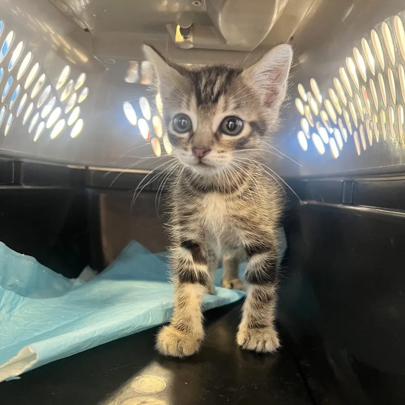 A baby small-sized male Brown / Chocolate Domestic Short Hair cat named Pepito for adoption in West Palm Beach, FL