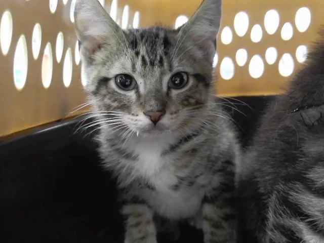 A baby small-sized male Domestic Short Hair cat named Tobias for adoption in Omaha, NE