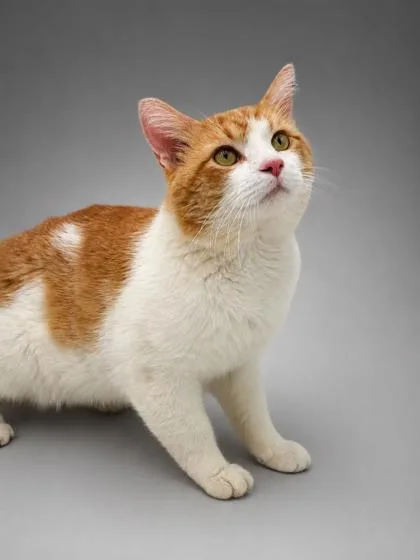 An adult small-sized male Domestic Short Hair cat named Kash Money for adoption in Bowling Green, KY
