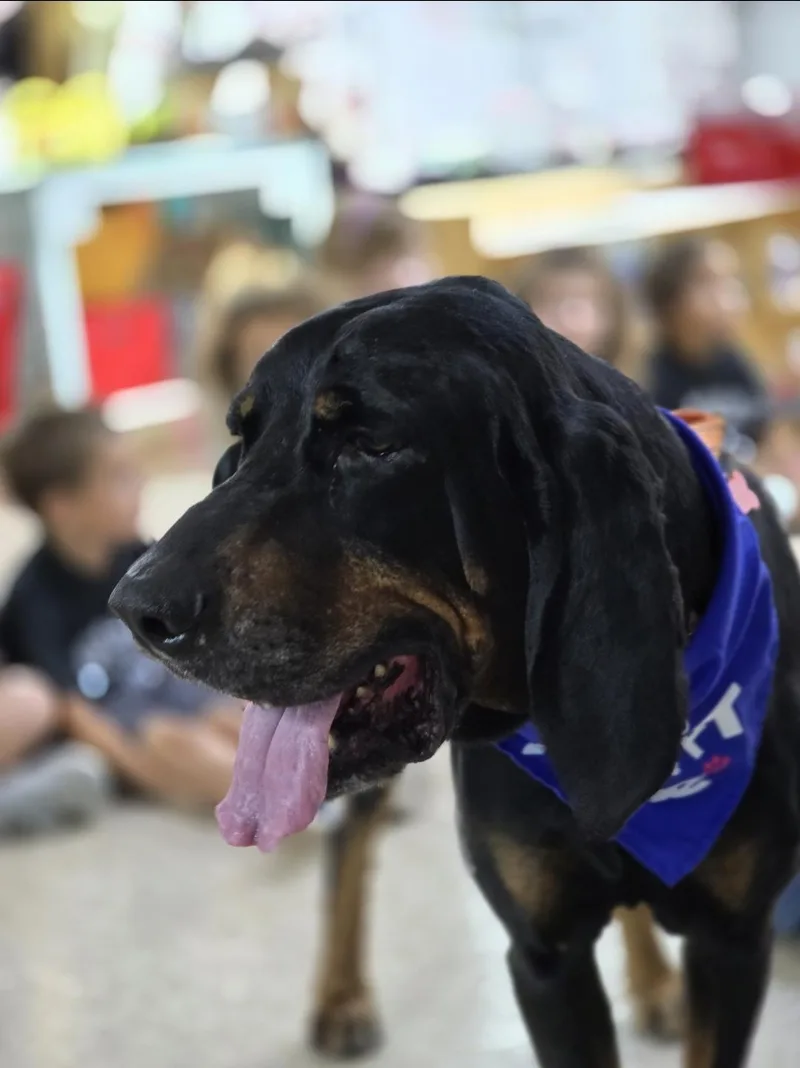 An adult large-sized male Coonhound dog named Rsnger for adoption in Castroville, TX