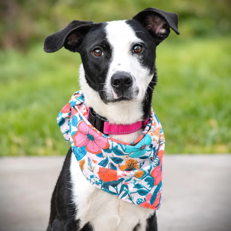 A young medium-sized female Black Collie dog named Freyja for adoption in Amsterdam, NY