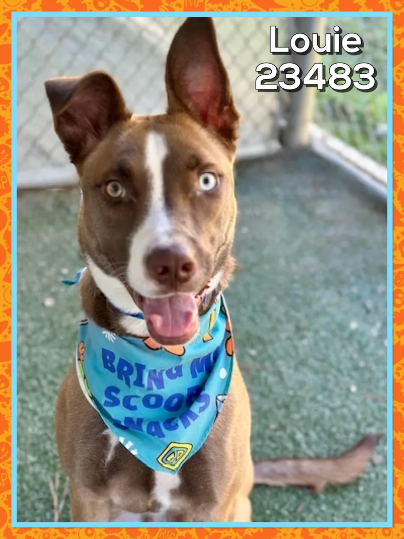 An adult large-sized male Shepherd dog named Louie for adoption in Marietta, GA