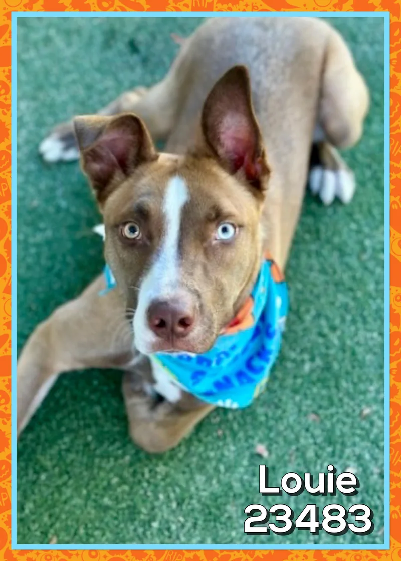 Louie thumbnail 2