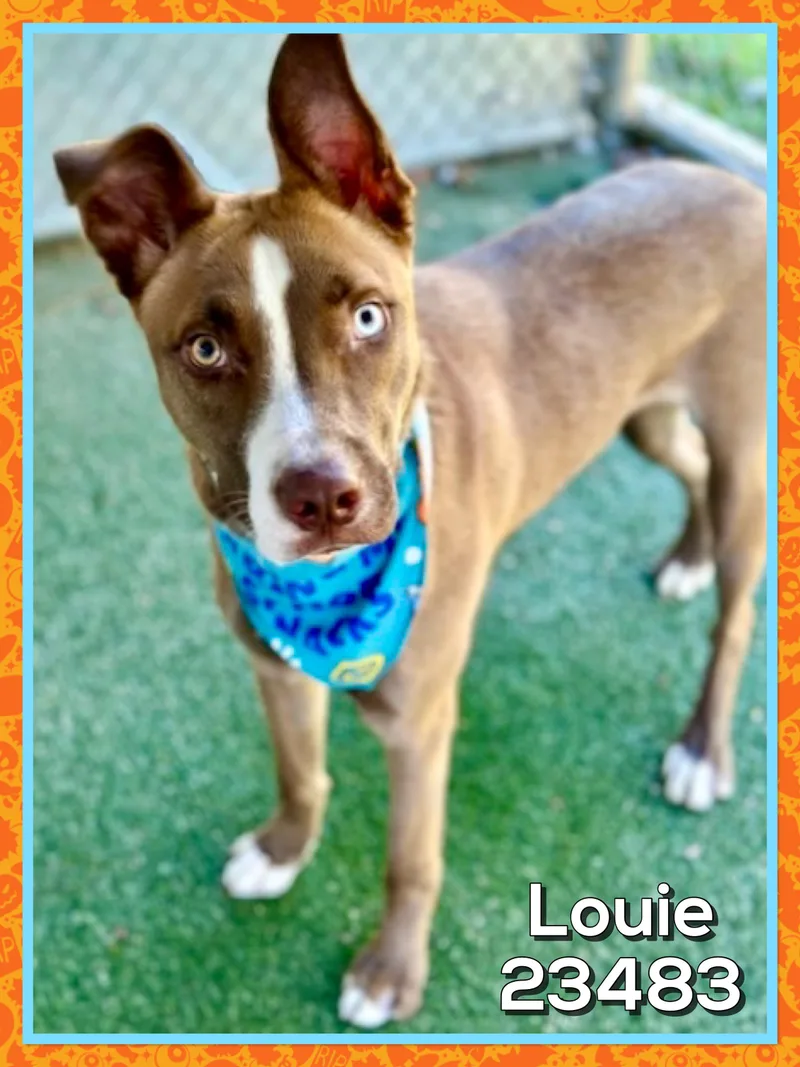 Louie thumbnail 5