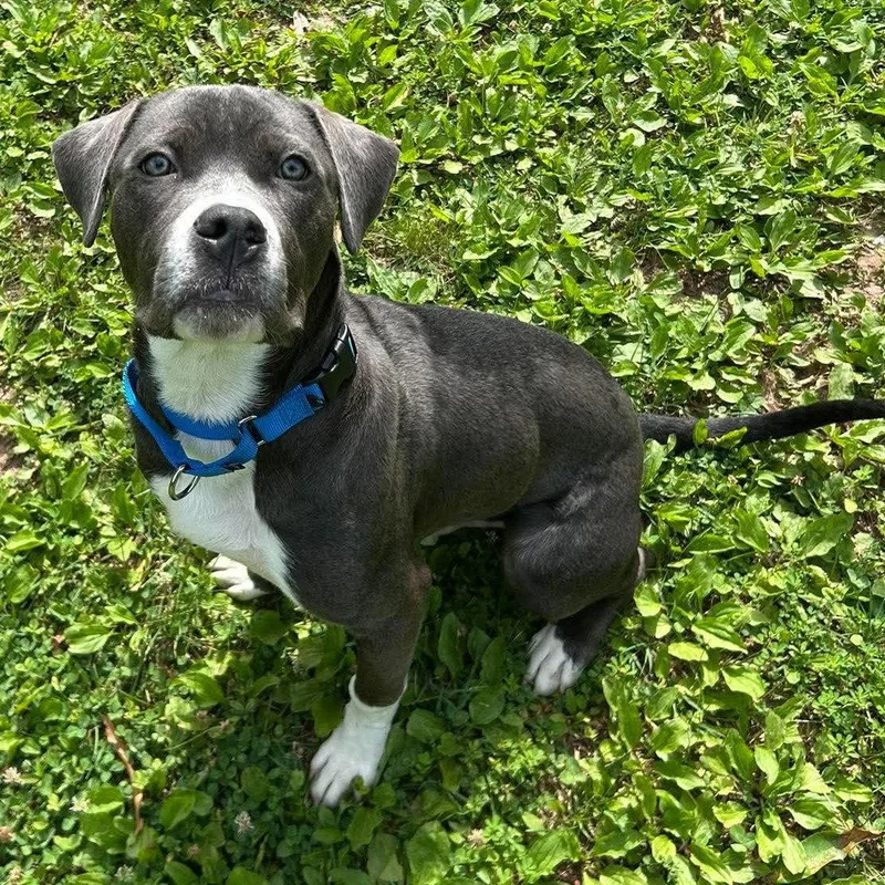An adult large-sized male Pit Bull Terrier dog named Phineas for adoption in Midland, VA