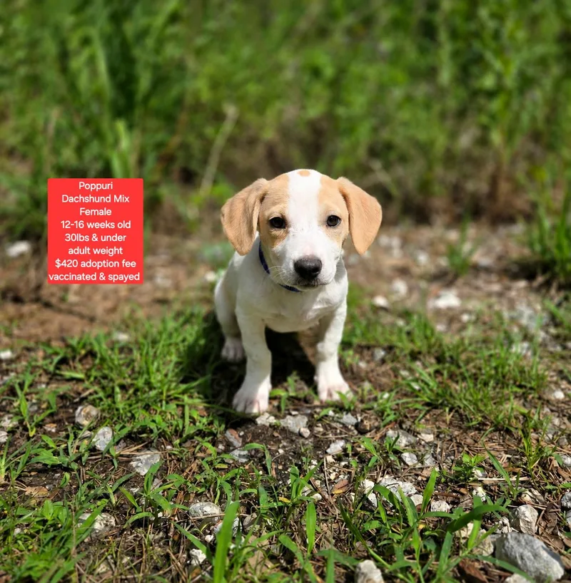 A baby small-sized female Dachshund dog named Poppuri for adoption in Oviedo, FL
