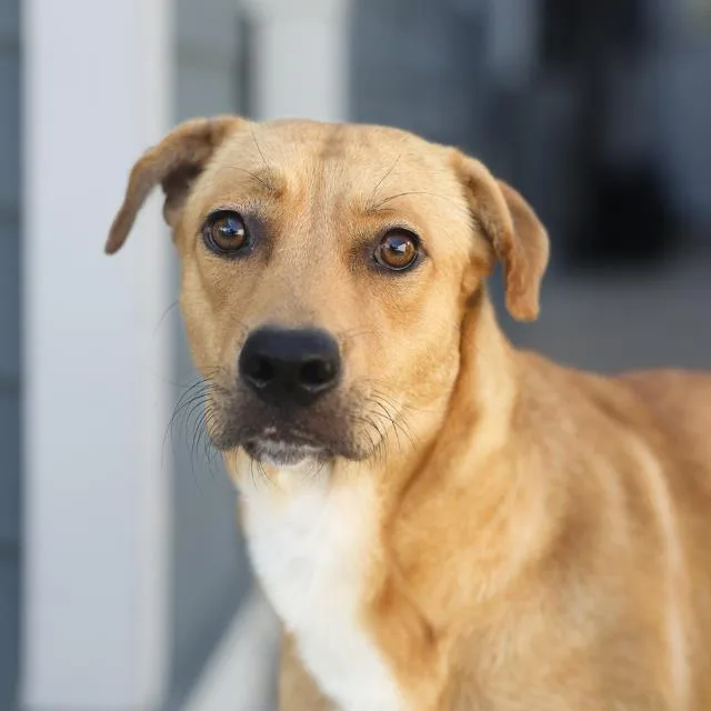 A young medium-sized female Shepherd dog named Mandy for adoption in San Antonio, TX