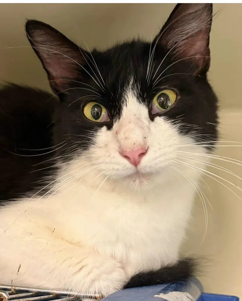 An adult medium-sized female Black & White / Tuxedo Domestic Medium Hair cat named Found C for adoption in Mansfield, CT
