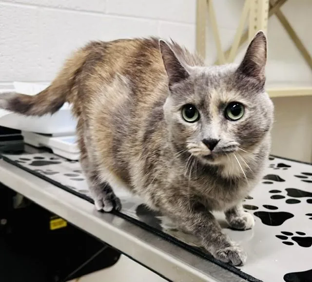 An adult medium-sized female Domestic Short Hair cat named Marmalade for adoption in Derwood, MD