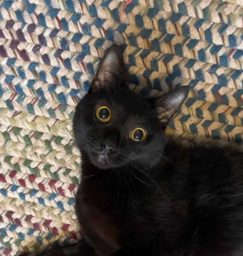 An adult large-sized male Black Domestic Short Hair cat named Ren for adoption in King George, VA