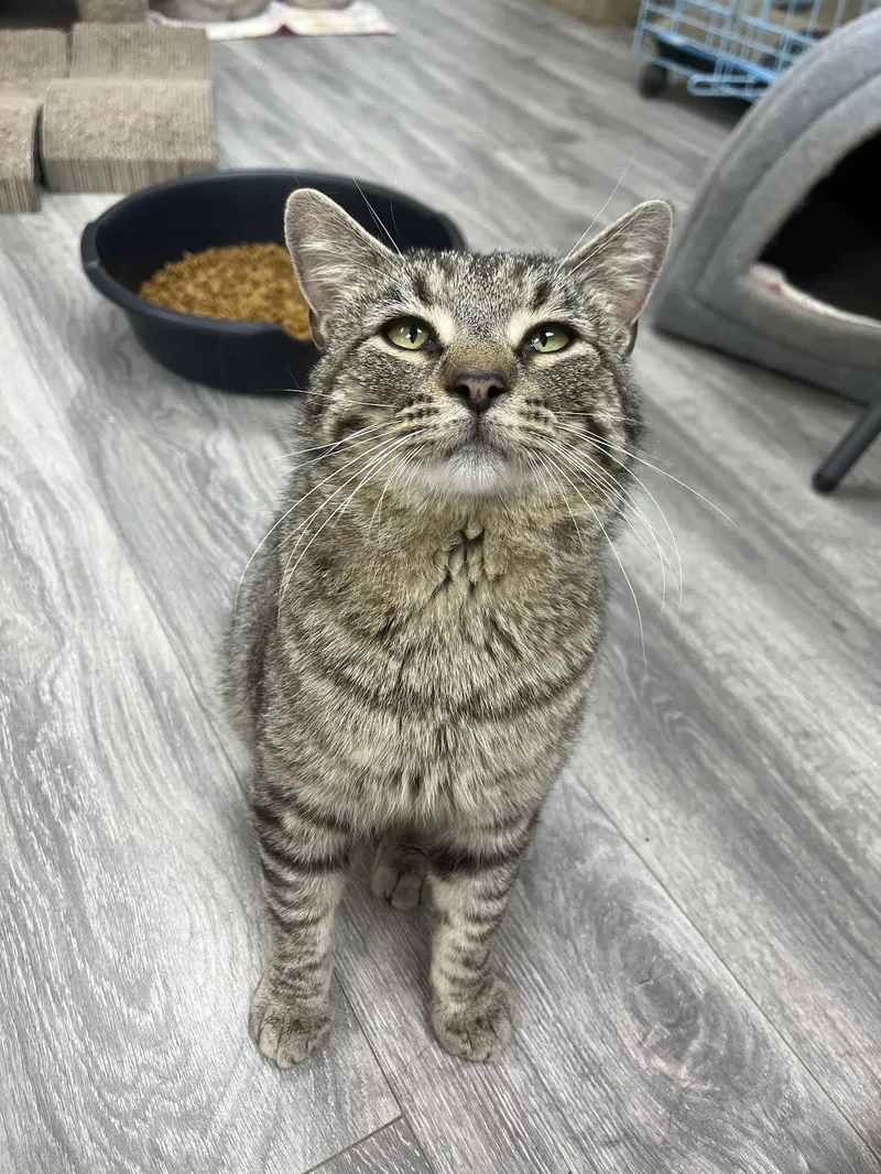 An adult medium-sized male Domestic Short Hair cat named Tom for adoption in Maryville, TN