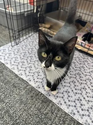 An adult small-sized female Domestic Short Hair cat named Emmy for adoption in West Chester, PA